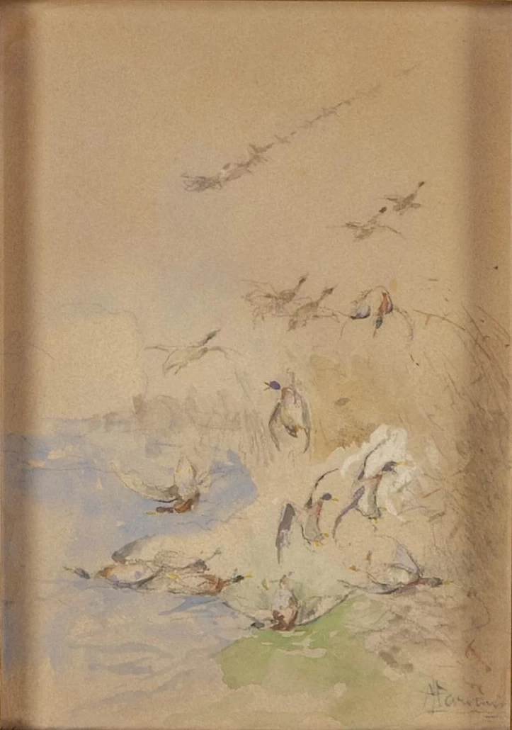 Anatre nello stagno